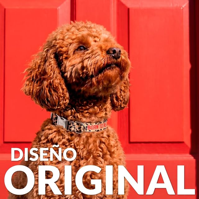 Foto 2 de 7 de Fisura - Collar para Perros Ajustable con Mensaje “Born to be Wild”. Collar de Nylon para Perro pequeño.…