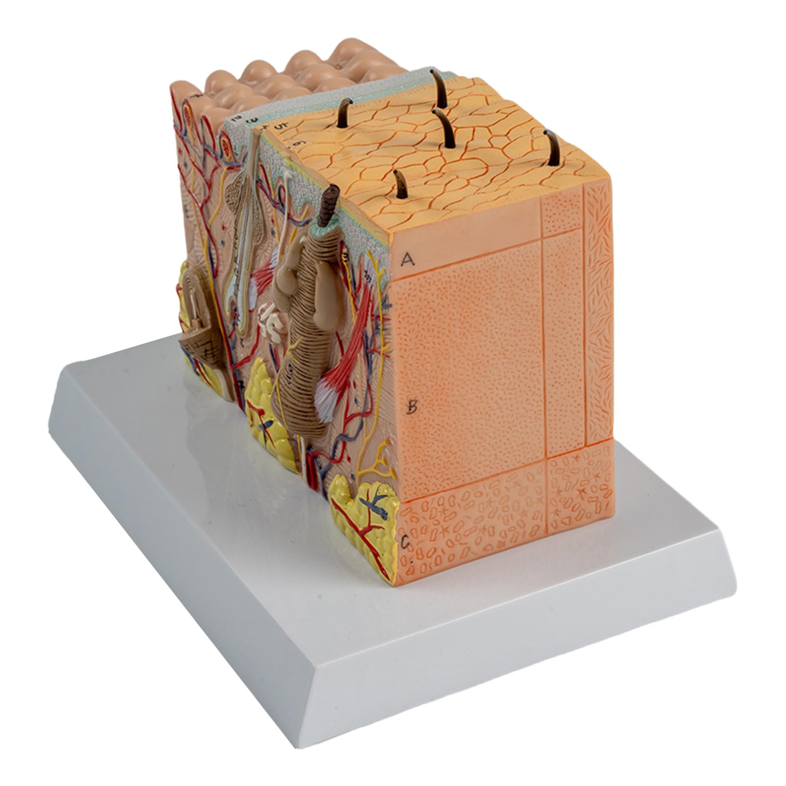 Modelo anatómico de la piel Estructura de la piel humana Modelo de anatomía Ayudas para la enseñanza médica para estudio de enfermedades Informe de conferencia médica Estructura diseccionable