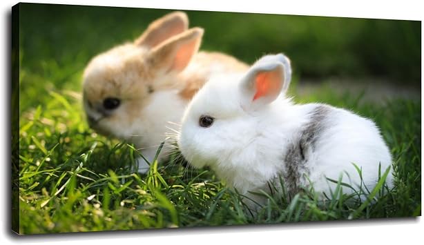 SSDDKL Cute White And Brown Bunnies In The Green Grass Canvas Prints Poster Wall Art For Home Office Decorations With Framed 36"x20"
