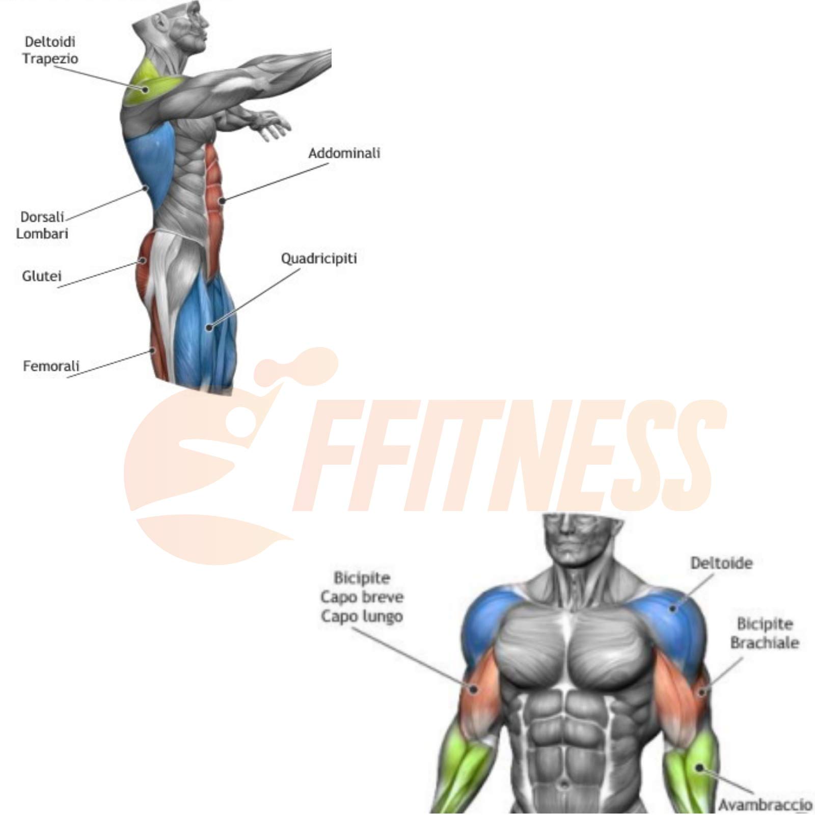 FFITNESS Cuerda de combate de combate para entrenamiento Crossfit Power de 9 m, de 34 mm