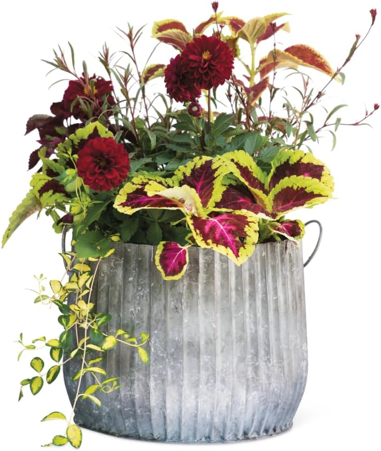 Gardener's Supply Company Galvanized Steel Ribbed Barrel Planter | 12 Diameter Indoor Outdoor Rust-Proof & Watertight Container for Plants & Flowers