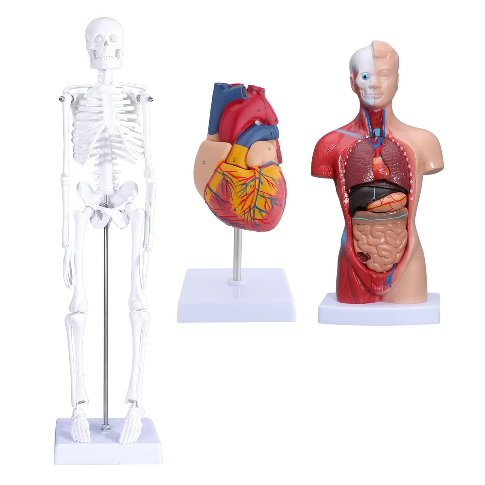 Zestaw Modeli Ciała Ludzkiego Odpinany Szkielet Tułowia Zestaw Anatomiczny Serca do Nauczania Medycznego Materiał PVC Przyjazny dla środowiska dla Kursu Zdrowotnego