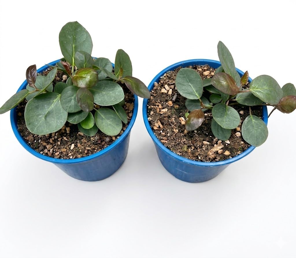 2 PIANTE DI CAPPERO VASO CM 14, UNA PIANTA MODIPITRE