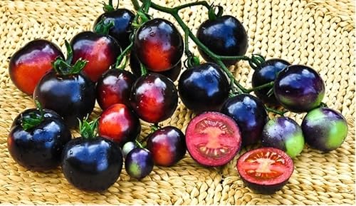 Miniatura 3 de 2 plantas de tomate rosa índigo vivo