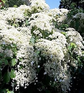 Artländer Pflanzenhof Kletterhortensie Hydrangea petiolaris 40-60cm