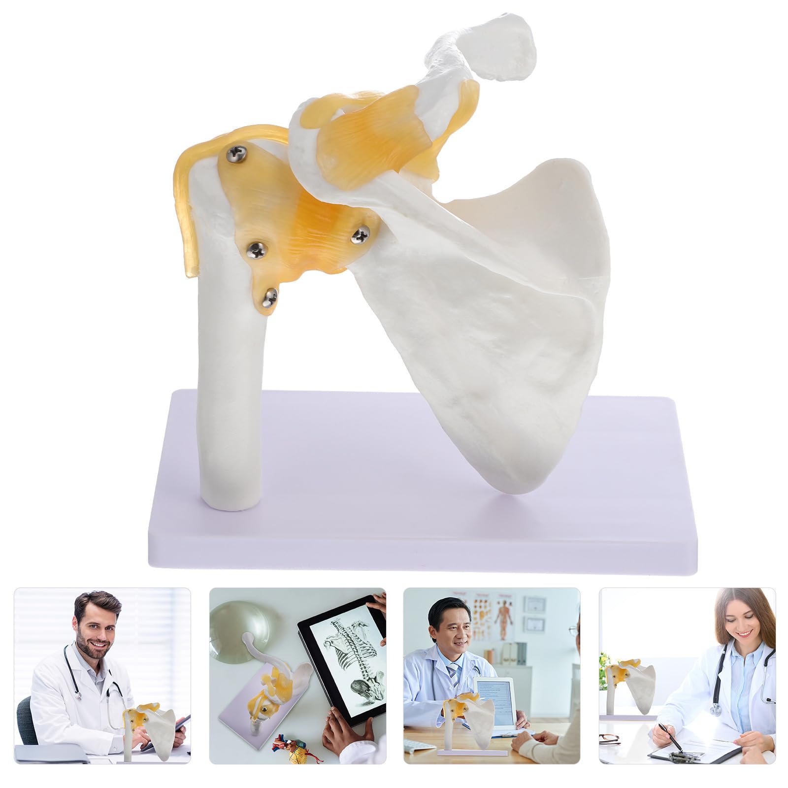 MAGICLULU Modèle d'Articulation de L'Épaule en PVC avec Ligament, Base Stable, Outil Pédagogique pour Écoles et Hôpitaux, Squelette Anatomique