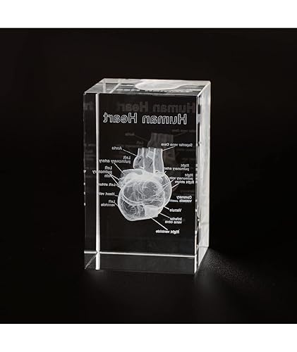 Miniatura 10 de Ultrassist Modelo de cristal pulmonar humano 3D, modelo anatómico grabado con láser para decoración del hogar y oficina, regalos de neumólogos