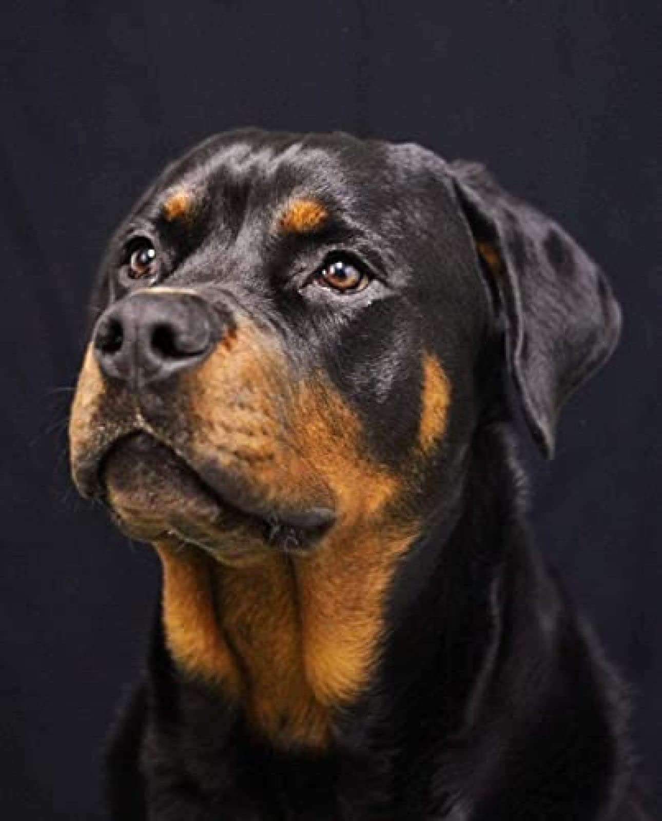 Nprzm H275 5D Diy Diamond Painting Kits For Adults Kids Beginner - Rottweiler Dog - Crystal Rhinestone Diamond Embroidery Paintings Great For Home,Office,Wall Decor 30X40cm