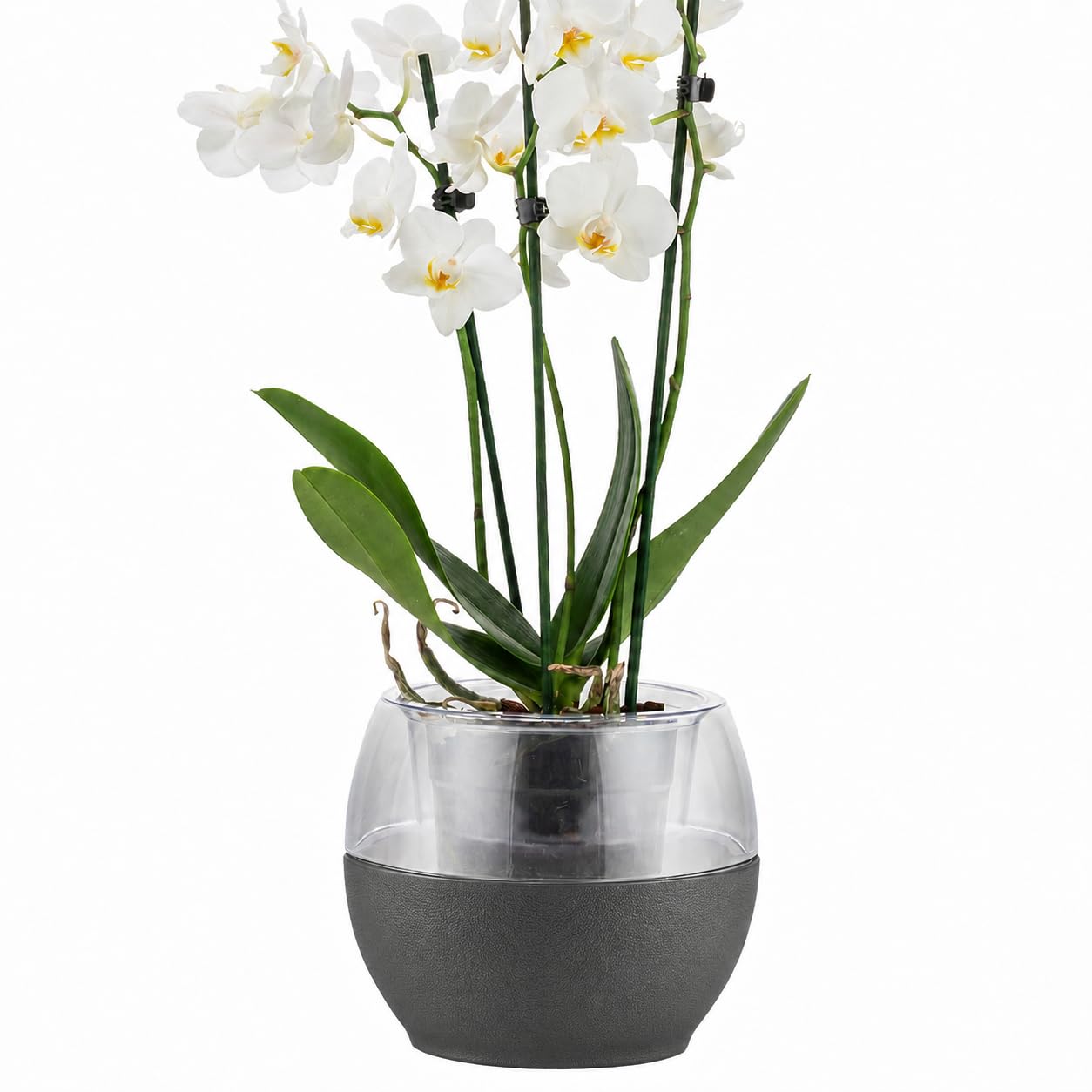 alqua 16CM Grey Self Watering Plant Pot, Orchid and Flower Pot for Indoor Use, Plastic Pot for Houseplants