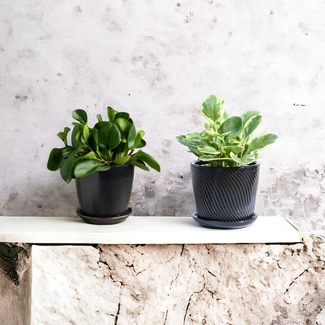 Amulya FARMS & NURSERY Air Purifying Peperomia Obtusifolia Green Indoor Live Plants for Living Room, Home, Office, Table, Kitchen & Desk Decor | Small Size - Black Pot Included (Combo Of Pepperomia) (B0CY4TQK2W) Amazon Price History, Amazon Price Tracker