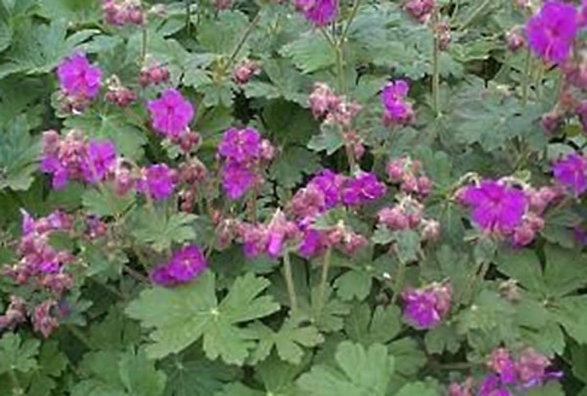 6x Géranium - Geranium macr. 'Bevan's Variety' | 9x9 cm pot