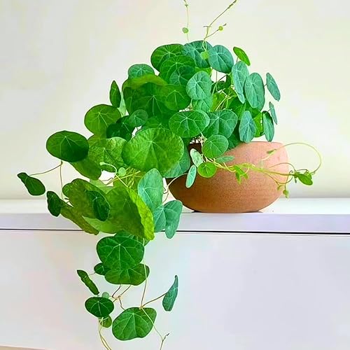 Stephania Cephalantha Plant Caudex, suculenta rara Caudex de 2 a 2.5 pulgadas de ancho, ya brotada para plantar, planta de interior tropical