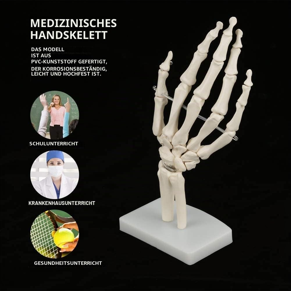 Walfront Skelettmodell für menschliche Hand und Handgelenk, medizinisch-anatomisches 1: 1-Skelettmodell für menschliche Handgelenkstudien für Schulen Krankenhauslaborausrüstung