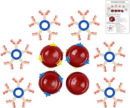 qzzXoq ABO Blood Group System Model, Red Blood Cell Teaching Model Red Blood Cells Structures Molecules, for Medical Teaching and Training Classroom Learning