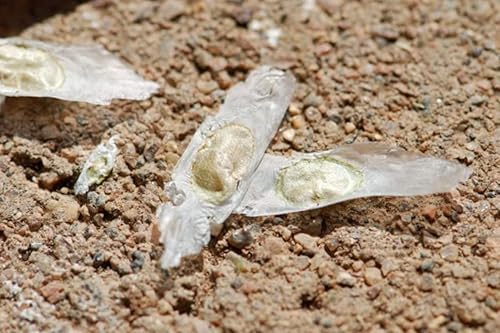 Miniatura 5 de Tecoma Stans - 40 semillas, flores amarillas brillantes, flor esperanza, arbusto de trompeta, semillas de flores (40 semillas)