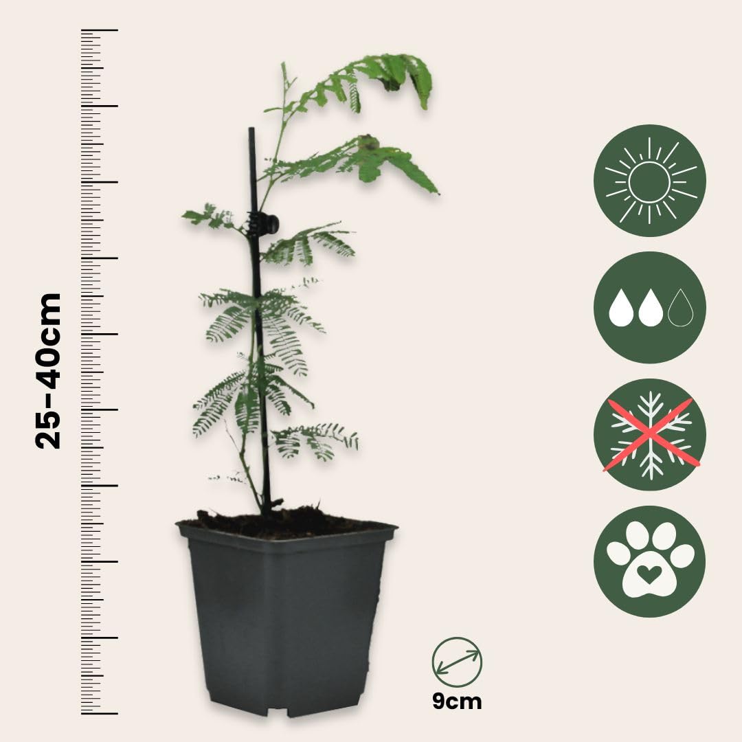 Plant in a Box - Akacja Srebrzysta - Acacia dealbata Mimosa - Zestaw 3 sztuk - Doniczka 9 cm - Wysokość 25-40cm - Rośliny ogrodowe