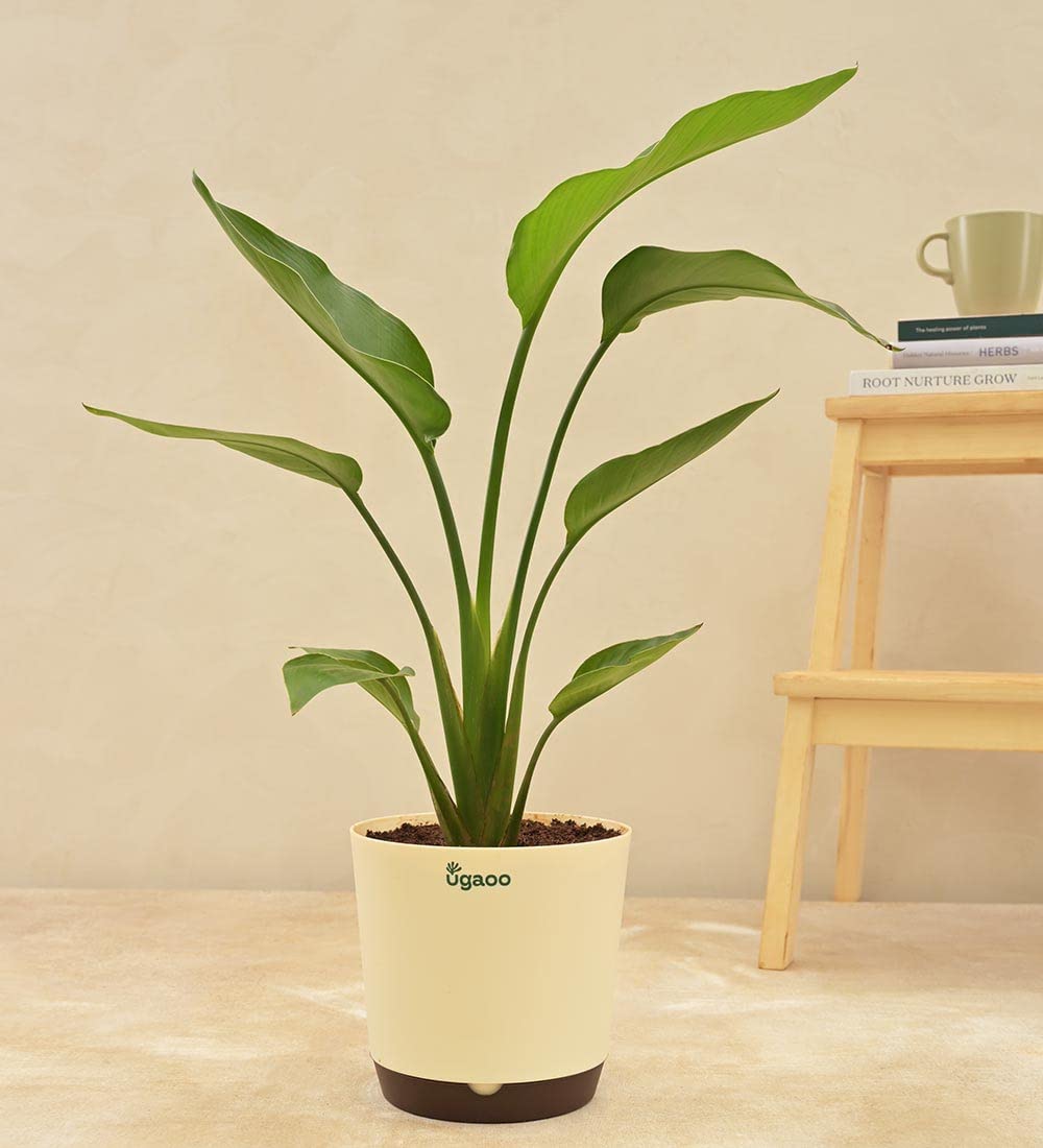UGAOO Bird of Paradise Live Indoor Plant with Pot - Large (B09PF44SQL) Amazon Price History, Amazon Price Tracker