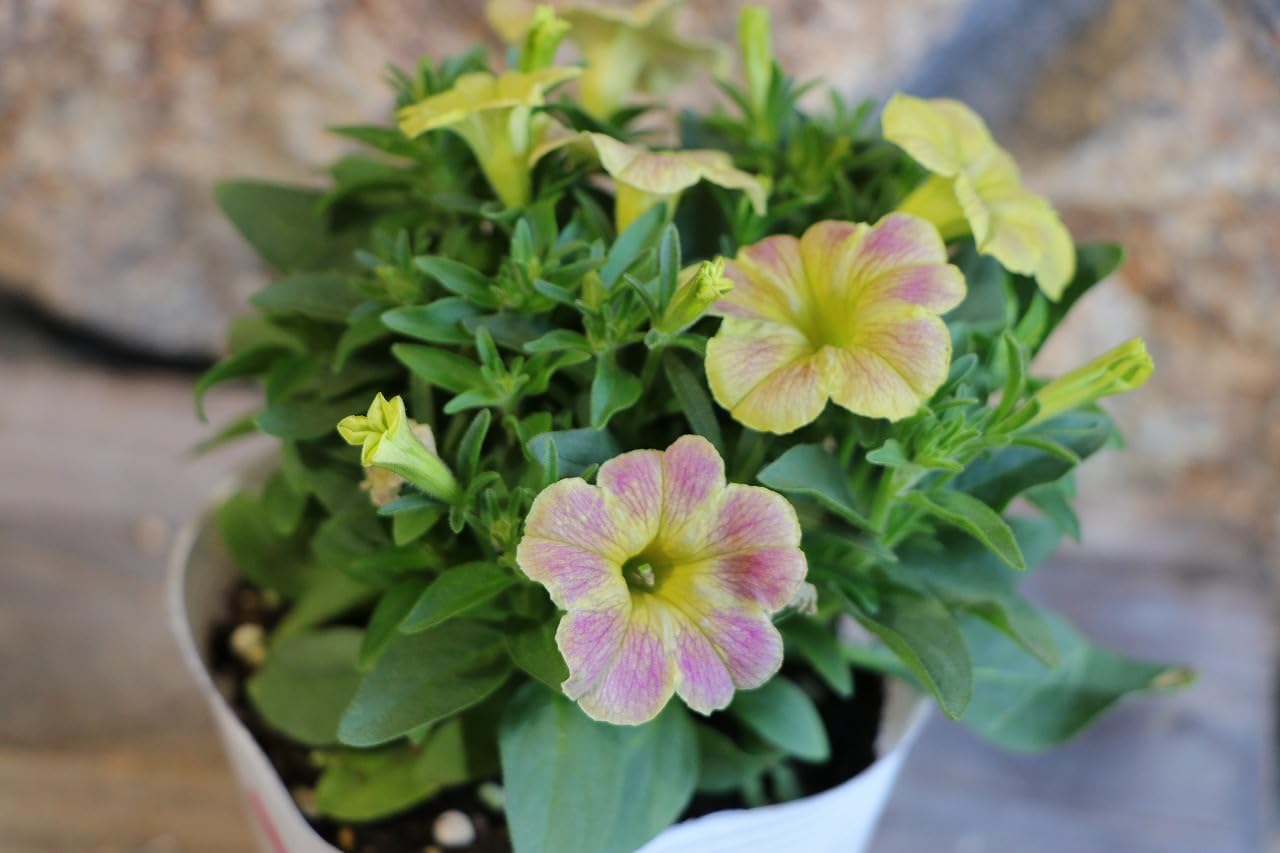 ♥超希少♥ペチュニア ダーリン♥花色変化が大人気♥ 3号ポットごと