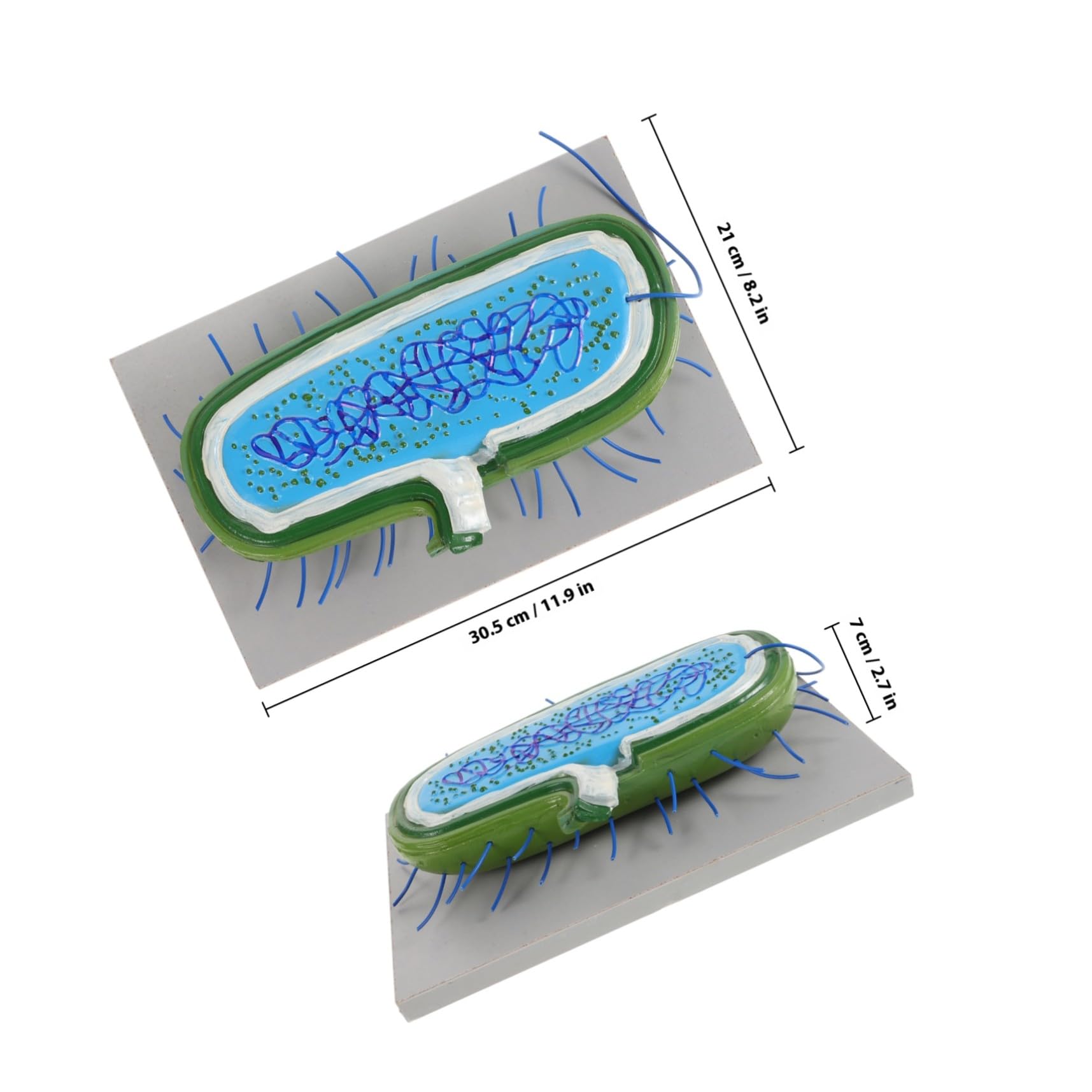 Modelli Didattici di Microbiologia in Pvc per Studenti Struttura Realistica e Design Estetico, Sussidi Didattici per L'insegnamento e Divulgazione Scientifica