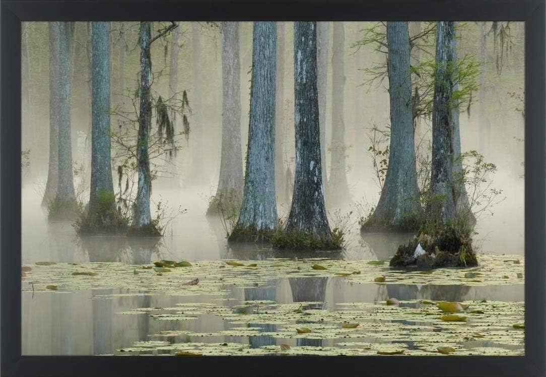 Amazon Com Easy Art Prints Corey Hilz S Bald Cypress Swamp In Fog With Lily Pads Premium Framed Canvas Art 12 X 18 Modern Black Frame Posters Prints Amazon Com Easy Art Prints Corey Hilz S Bald Cypress Swamp In Fog With Lily Pads Premium Framed Canvas Art 12 X 18 Modern Black Frame Posters Prints