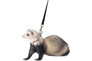 Harnesses & Leashes for Your Ferret Friend