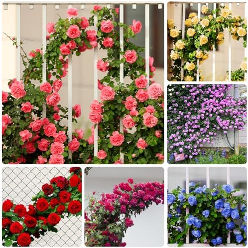 Elefantenohr Samen  Winterharte Bodendecker Fr Balkon & Garten, 25 Stck