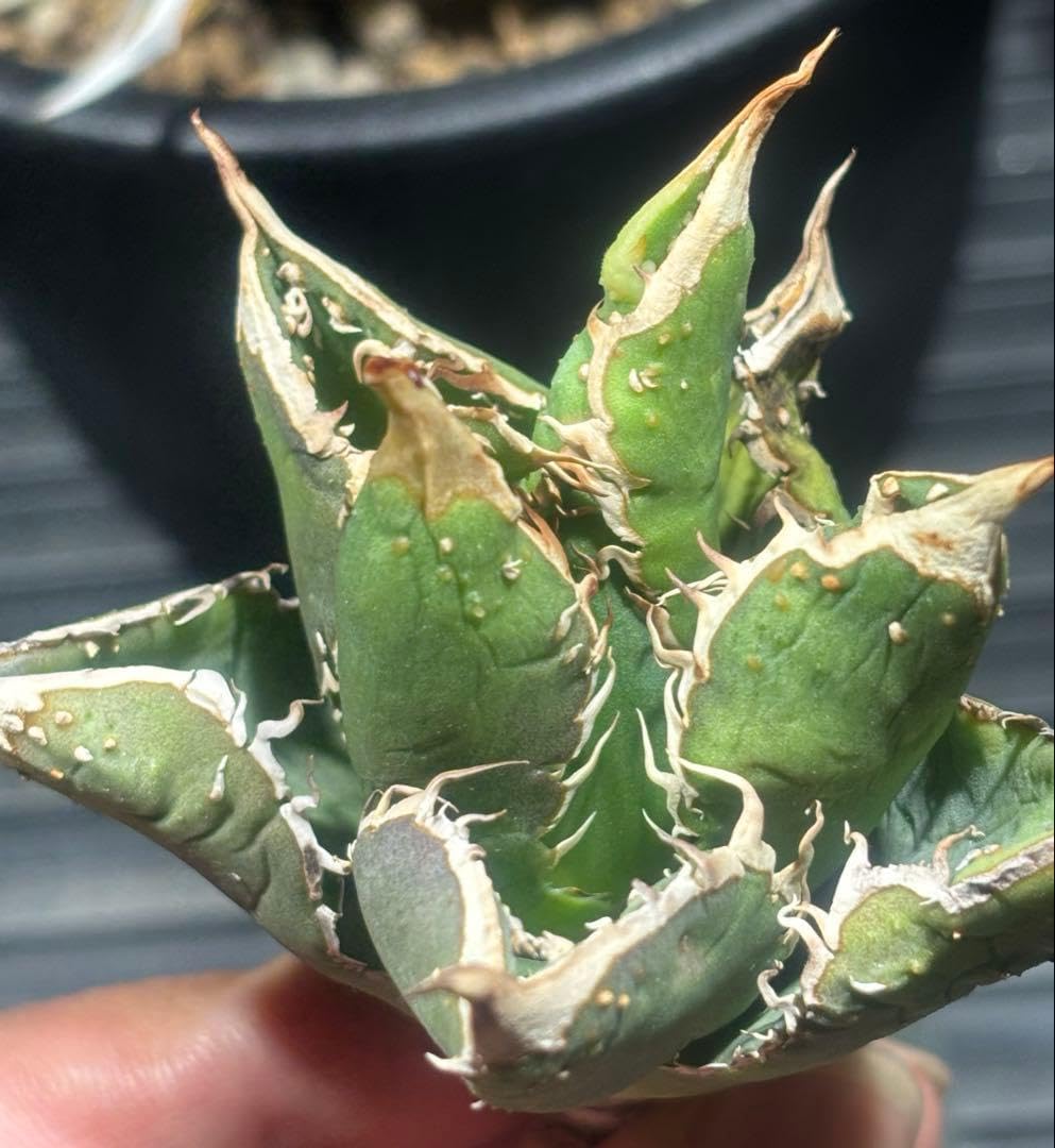 特出 アガベチタノタ金蟾王（極上株）超s級 品種 ブツブツsuper良形