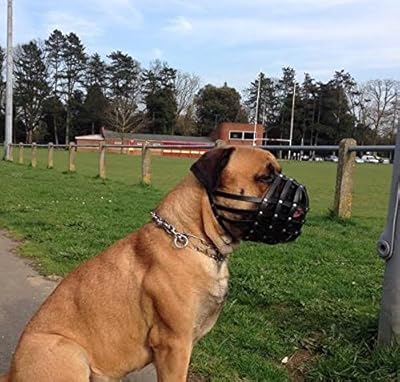 Light leather Dog Muzzle for Dogue de Bordeaux and Bullmastiff and Other