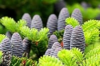 Vista 2 de Semillas de abeto coreano - 20 semillas - Conos azules preciados - Barcos desde Iowa.