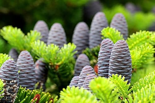 Miniatura 2 de Semillas de abeto coreano - 20 semillas - Conos azules preciados - Barcos desde Iowa.