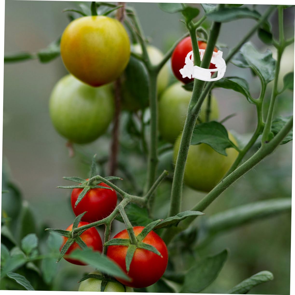 Fermaglio Piante Giardino 100 Clip Per Piante In Plastica Verde, Per Pomodori, Cetrioli, Viti, Fissaggio A Tralicci Senza Danni Supporto Piante Pomodori