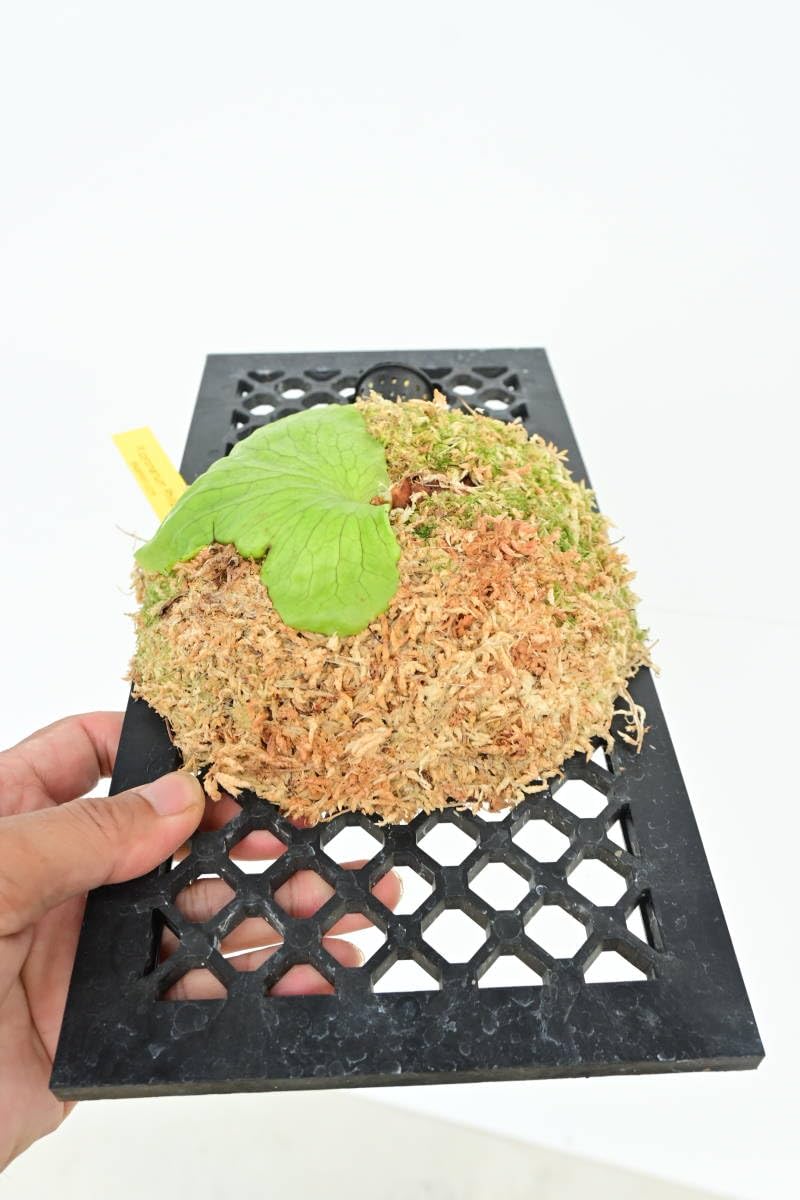 P. coronarium Philippinesビカクシダ コロナリウム Amazon.co.jp: P.coronarium Philippines Dwarf① @bikamori.com