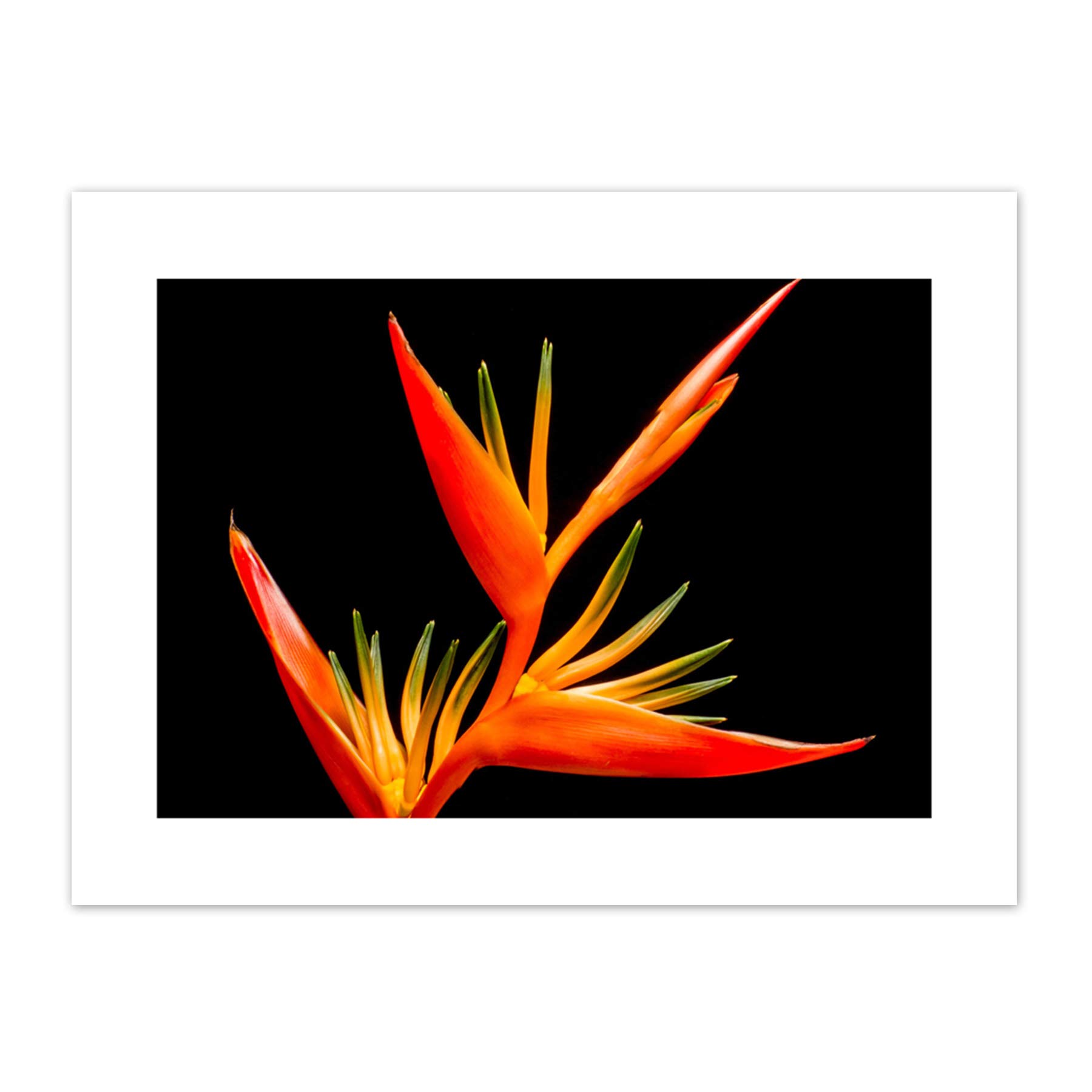 Bird Of Paradise Flower Canvas Wall Art Print
