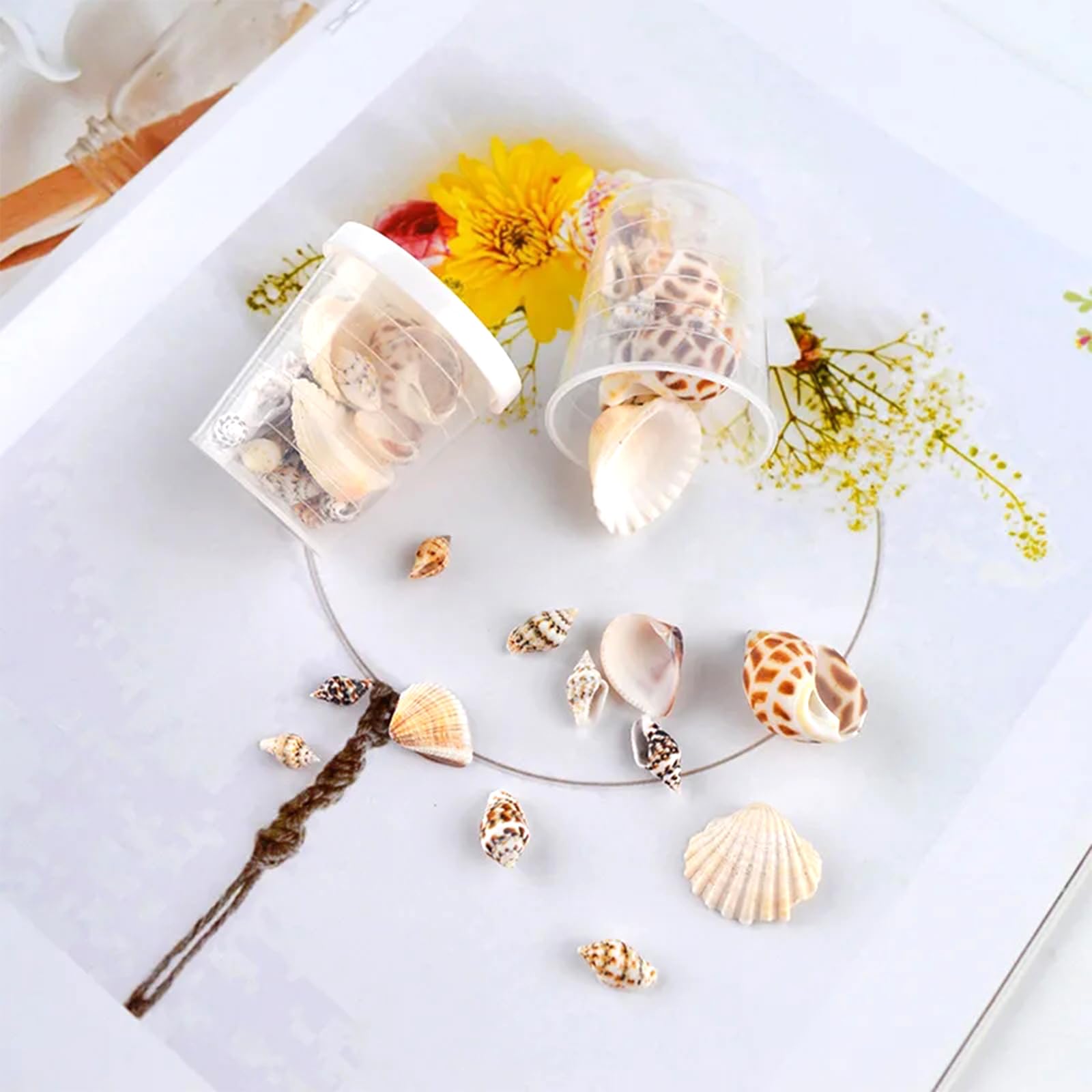 30 Weiße Muscheln – 5,1–7,6 Cm Groß, Natürliche Deko Für DIY, Aquarium, Hochzeit & Strand-Themen
