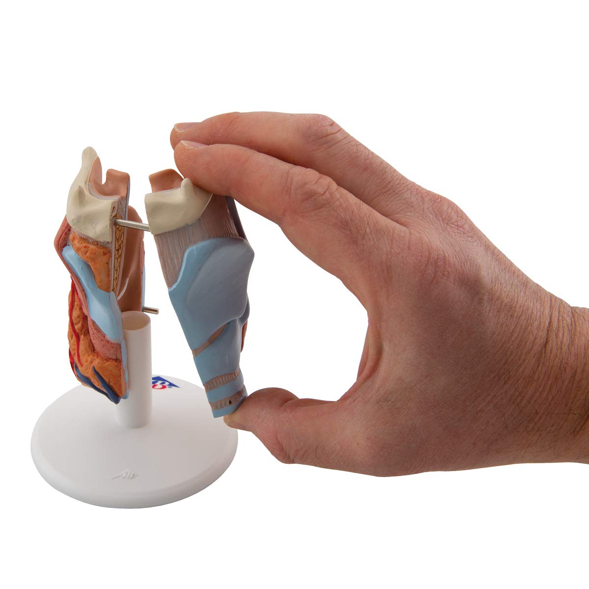 3B Scientific G22 Modello di Anatomia Umana Laringe, in 2 Parti + software gratuito di anatomia - 3B Smart Anatomy