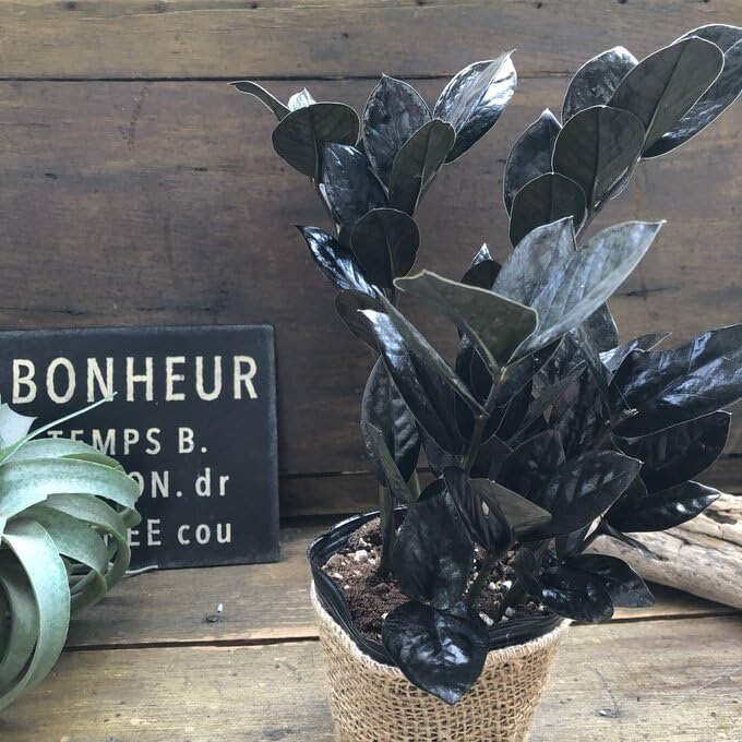 Amazon｜レイヴン 2.5号 超希少 黒い観葉植物 ザミオクルカス レイヴン