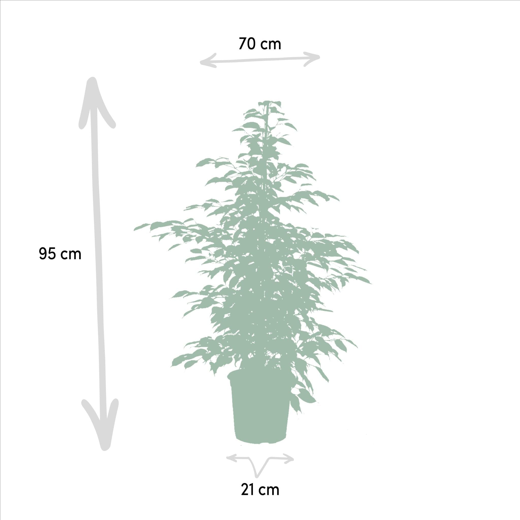 La Green Touch - Ficus benjamina Twilight h95cm - Plante d'intérieur - Pot 21cm, Hauteur 95 cm
