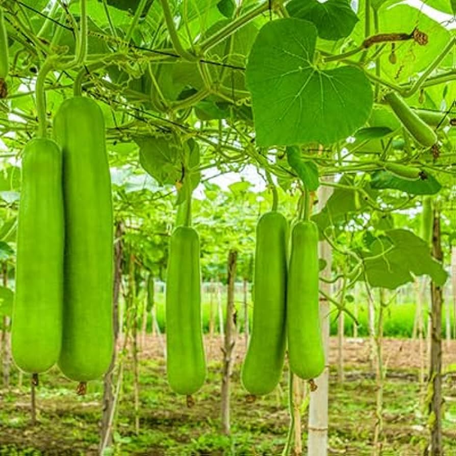 Bottle gourd seeds combo | Pack of Seeds 18 (B0CXQ59R87) Amazon Price History, Amazon Price Tracker