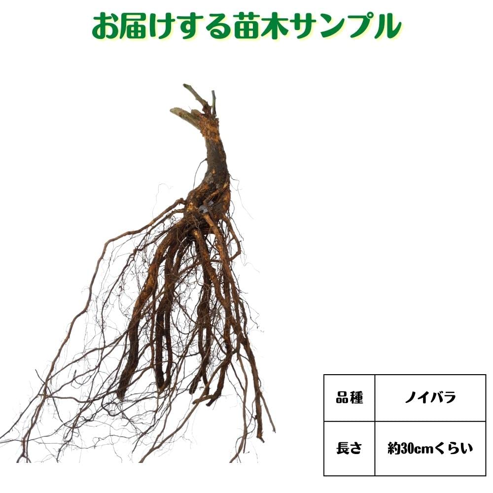 Amazon.co.jp: 《国産Aグレード品 バラ切り接ぎ用台木》 ノイバラ (5本