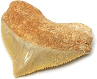 CrystalAge Fossilised Crow Shark Corax Tooth - Large