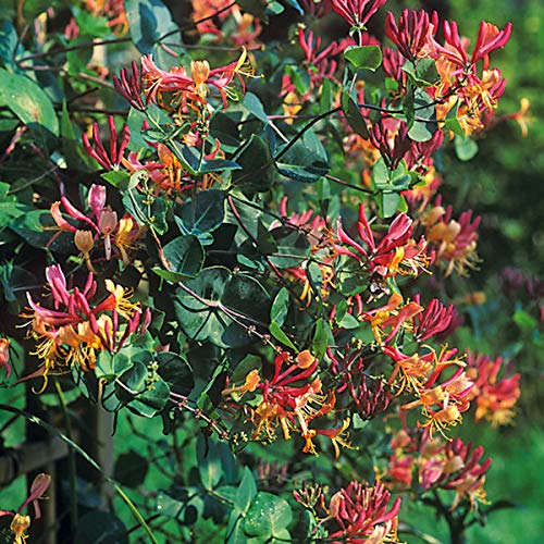 Lonicera Heckrottii 'American Beauty' - Honeysling 50-60 cm Plant Container  : Amazon.de: Garden