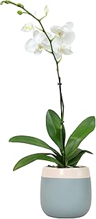 Premium White Live Orchid Plant Blooming in 3.5