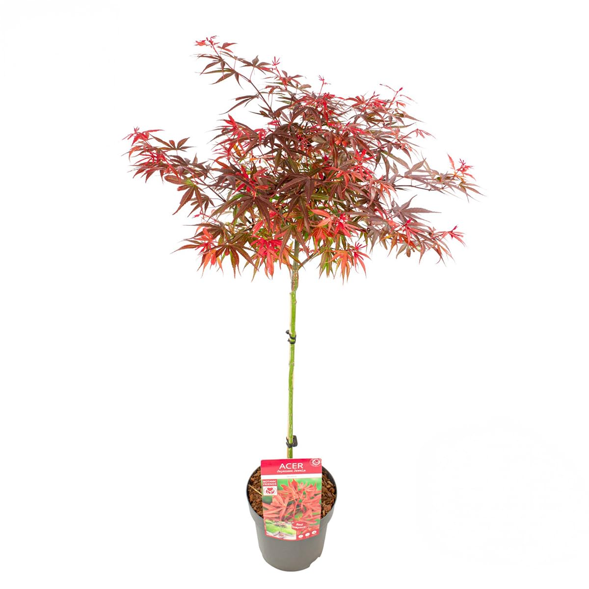 Bloomique - Acer Palmatum Shaina - Érable du Japon sur tronc - Plantes de jardin - Arbre - Rustique - Hauteur 80-​90 cm - Pot 19 cm