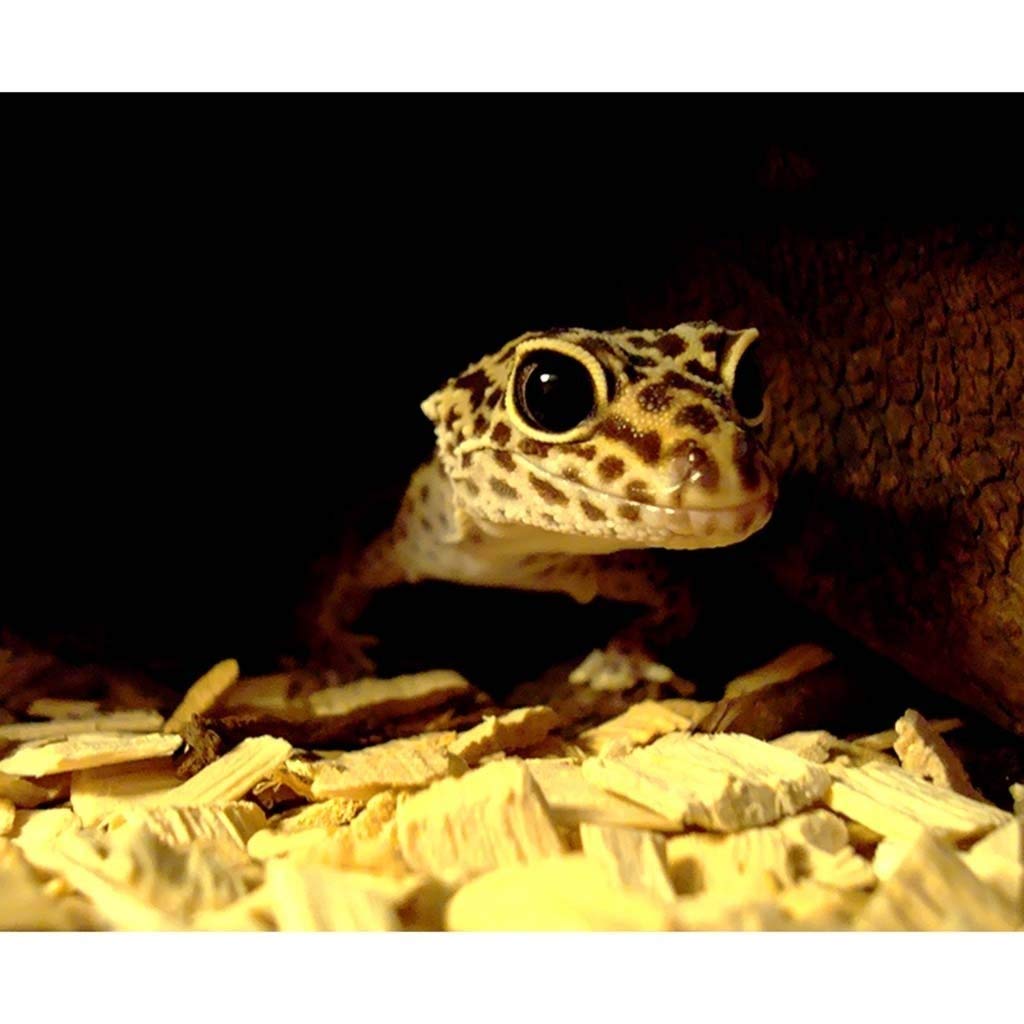 Escondite de Animales pequeños, escondite de Caja de Reptiles para Acuario de Anfibios, decoración de Esquina de hábitat, escondites de Tortugas, Serpientes Lagarto (21 * 15,5 * 9 cm)