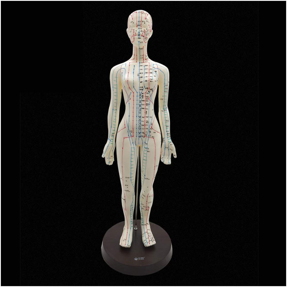 Sjdopulse Women's A Human Cupoint Model - /Male Cupuncture Model - Human Body Meridian Cupoint Model With Hd Lettering - For Traditional Chinese Medicine Meridian Nd Cupuncture Study Teaching (A)