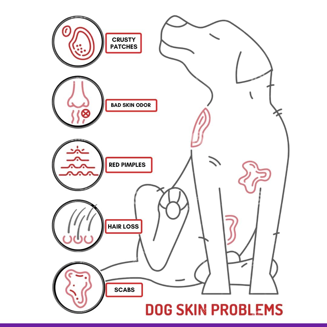 Veko Cantinea Dusting Powder | Powder for Dog & Puppy 100 gm(Pack of 2) 2