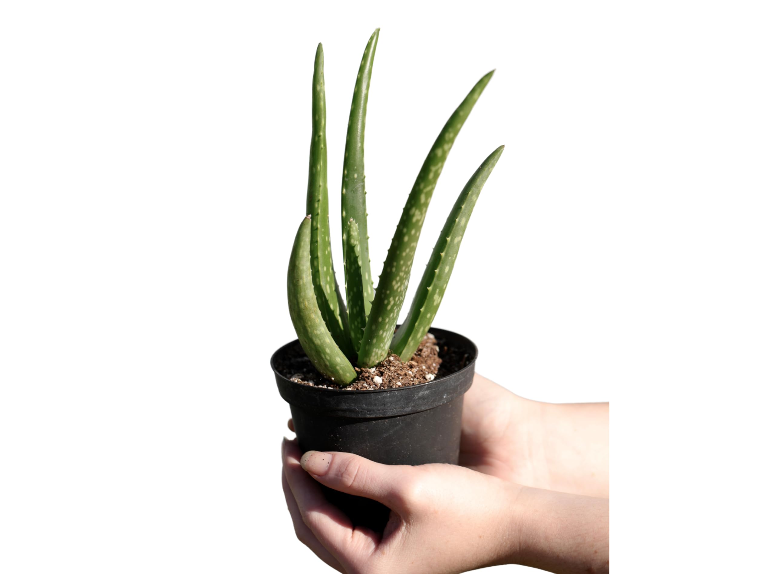PLANTVERS Aloe Vera Plant in a 4" Nursery Pot - Suucculent Air Purifying Plant - Low Light Houseplant - Medicine Plant - Easy Indoor Plant