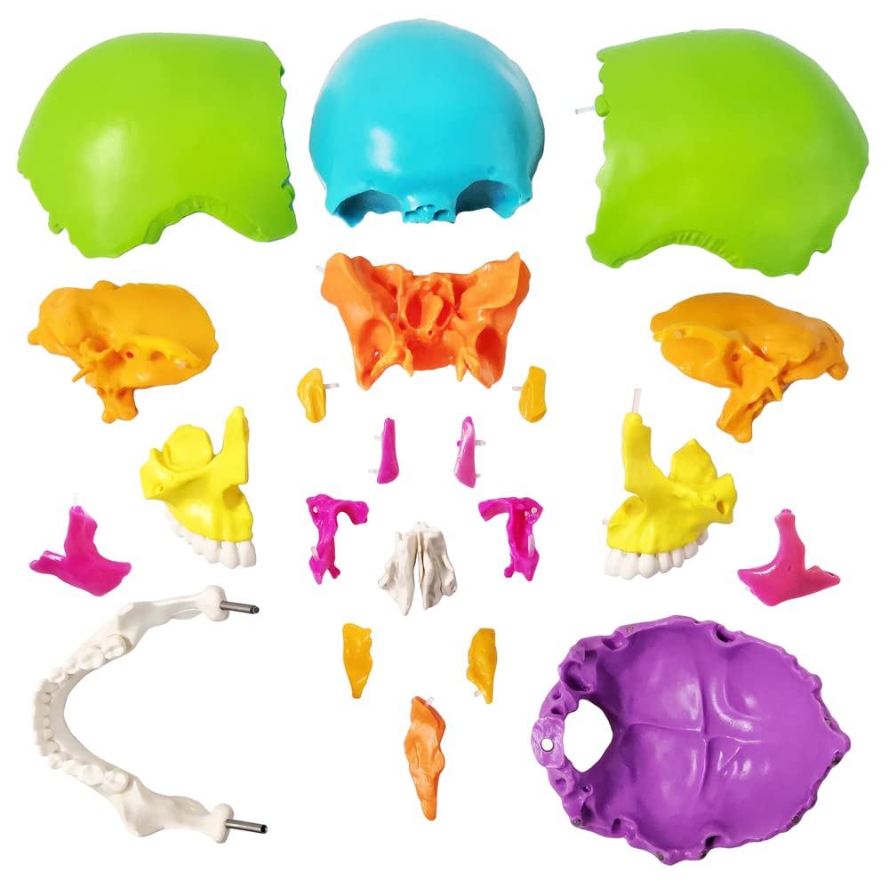 Amazon.com: NEW HORIZON 22 Parts Palm-Sized Anatomy Exploded Skull