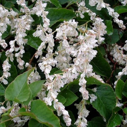 1 X Polygonum 'BALDSCHUANICUM' Russian Vine DECIDUOUS Shrub Hardy Plant in Pot, Pink,White