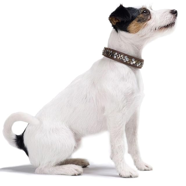 Foto 3 de 6 de HUNTER Arizona UP - Collar para Perro